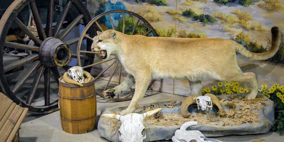 Wagon Museum mountain lion